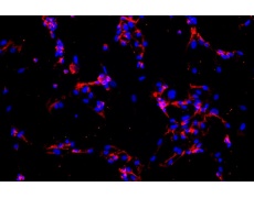 人原代細(xì)胞