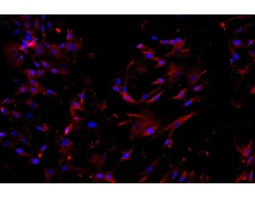 人原代細(xì)胞