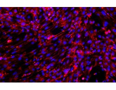 小鼠原代細(xì)胞