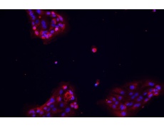 小鼠原代細(xì)胞