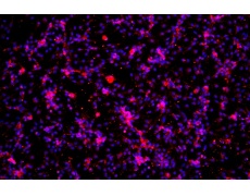 小鼠原代細(xì)胞