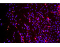 小鼠原代細(xì)胞