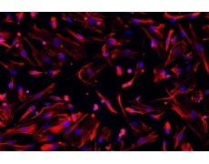 小鼠原代細(xì)胞