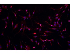 小鼠原代細(xì)胞