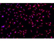 小鼠原代細(xì)胞