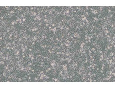 其他細(xì)胞系