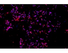 小鼠原代細(xì)胞