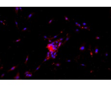 小鼠原代細(xì)胞