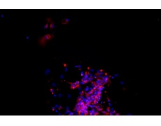 小鼠原代細(xì)胞