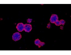 小鼠原代細(xì)胞