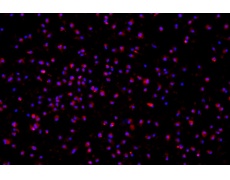 小鼠原代細(xì)胞