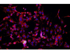 小鼠原代細(xì)胞