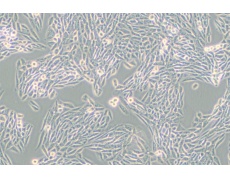其他細(xì)胞系