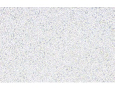 小鼠細(xì)胞系