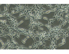 小鼠細(xì)胞系