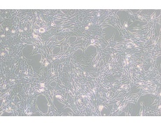 小鼠細(xì)胞系