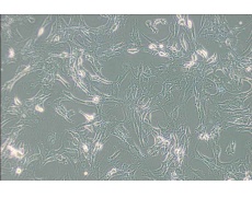 小鼠細(xì)胞系