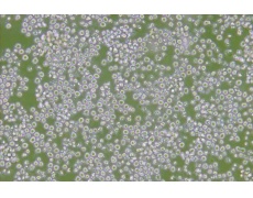 小鼠細(xì)胞系