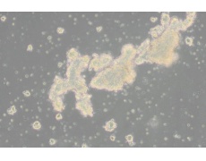 小鼠細(xì)胞系