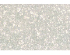 其他細(xì)胞系