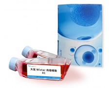 大鼠細(xì)胞系