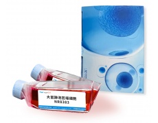 大鼠細(xì)胞系