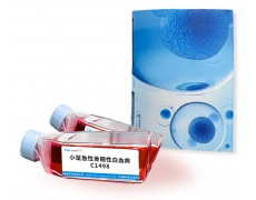 小鼠細(xì)胞系