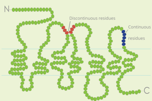 不連續(xù)氨基酸殘基、構(gòu)象表位、連續(xù)殘基、線性表位